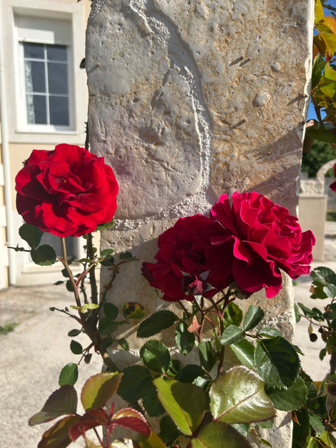 Maslinik - vrt, Villa Kosta s bazenom, Ka&scaron;tel Novi, Split Rudine, Ka&scaron;tel Novi