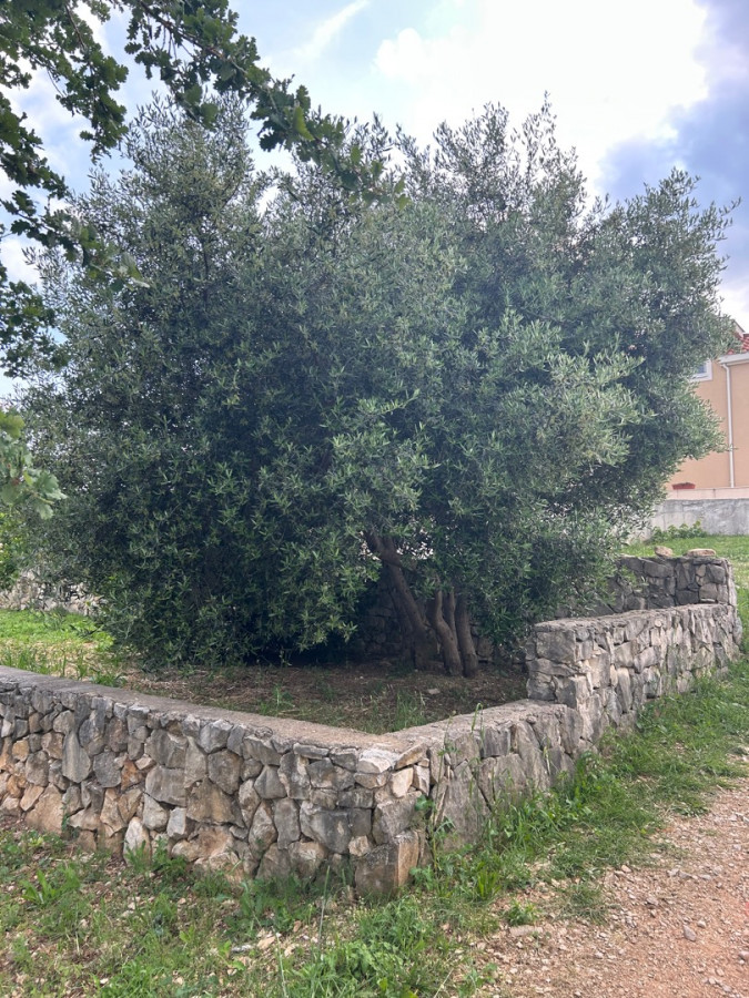 Maslinik - vrt, Villa Kosta s bazenom, Ka&scaron;tel Novi, Split Rudine, Ka&scaron;tel Novi