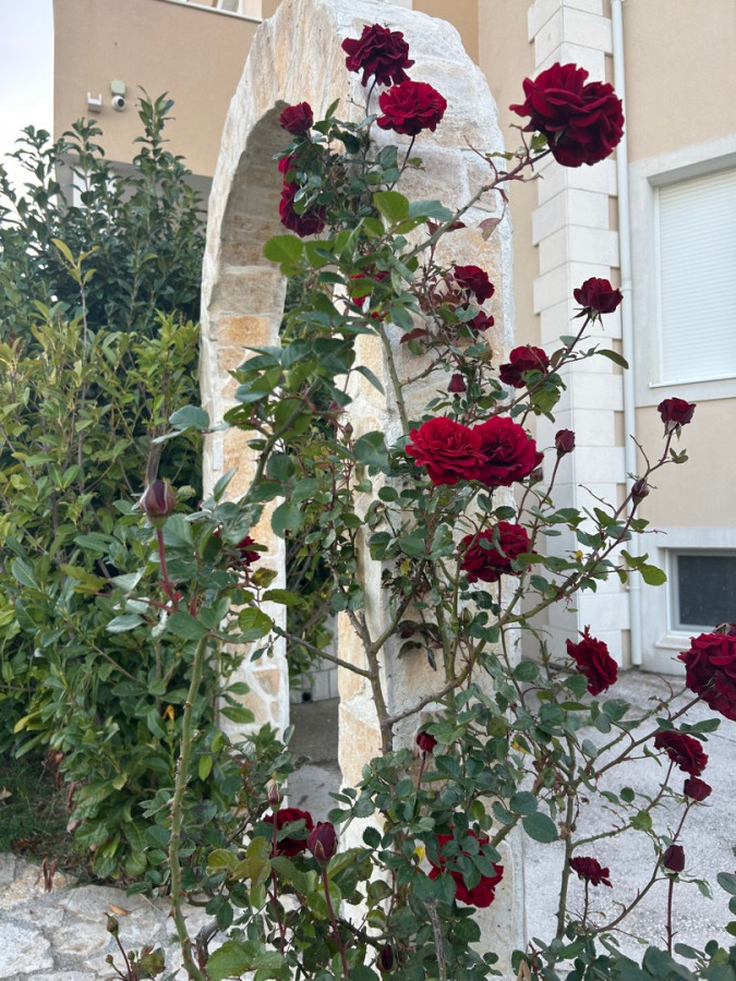 Maslinik - vrt, Villa Kosta s bazenom, Ka&scaron;tel Novi, Split Rudine, Ka&scaron;tel Novi