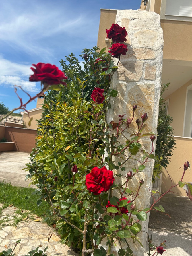 Maslinik - vrt, Villa Kosta s bazenom, Ka&scaron;tel Novi, Split Rudine, Ka&scaron;tel Novi