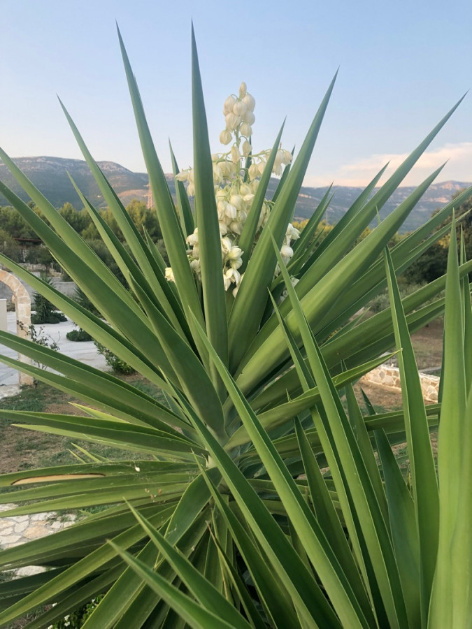 Maslinik - vrt, Villa Kosta s bazenom, Ka&scaron;tel Novi, Split Rudine, Ka&scaron;tel Novi
