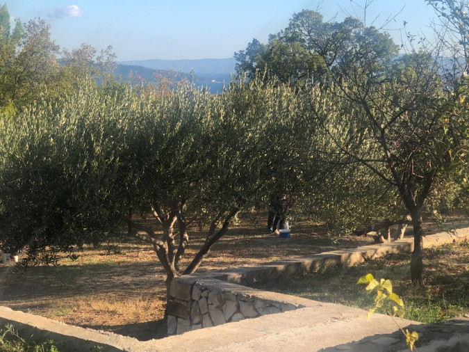 Maslinik - vrt, Villa Kosta s bazenom, Ka&scaron;tel Novi, Split Rudine, Ka&scaron;tel Novi