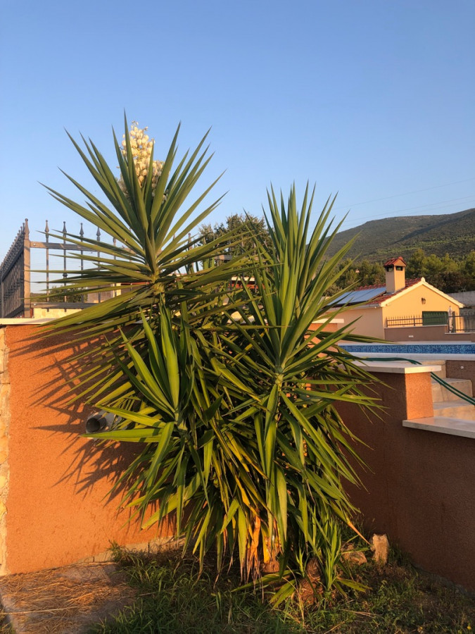 Maslinik - vrt, Villa Kosta s bazenom, Ka&scaron;tel Novi, Split Rudine, Ka&scaron;tel Novi