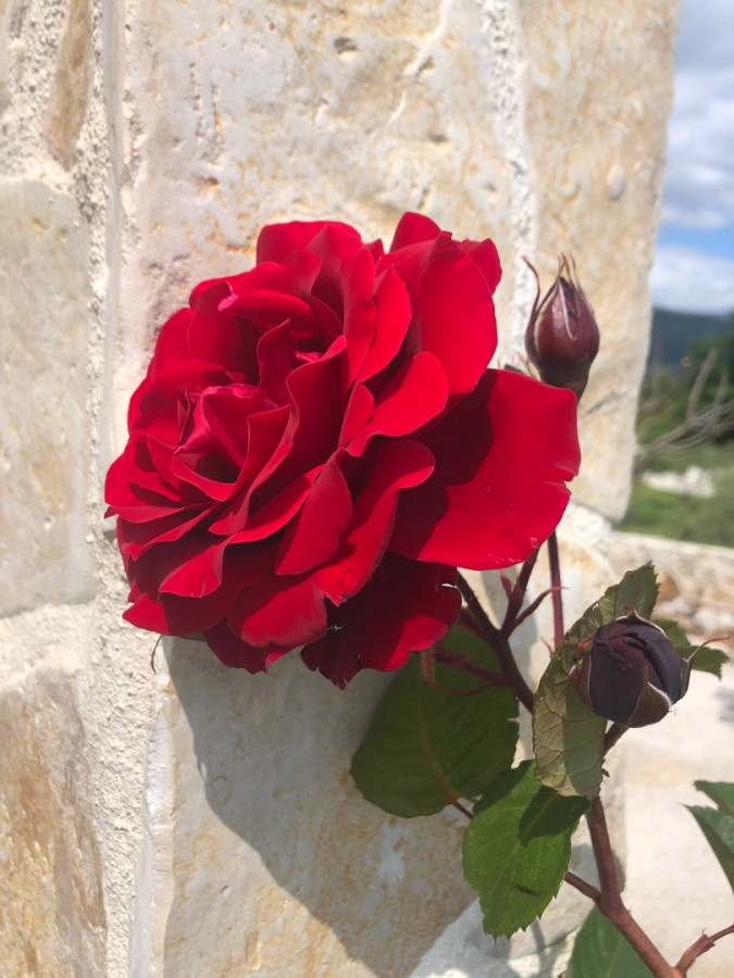 Maslinik - vrt, Villa Kosta s bazenom, Ka&scaron;tel Novi, Split Rudine, Ka&scaron;tel Novi